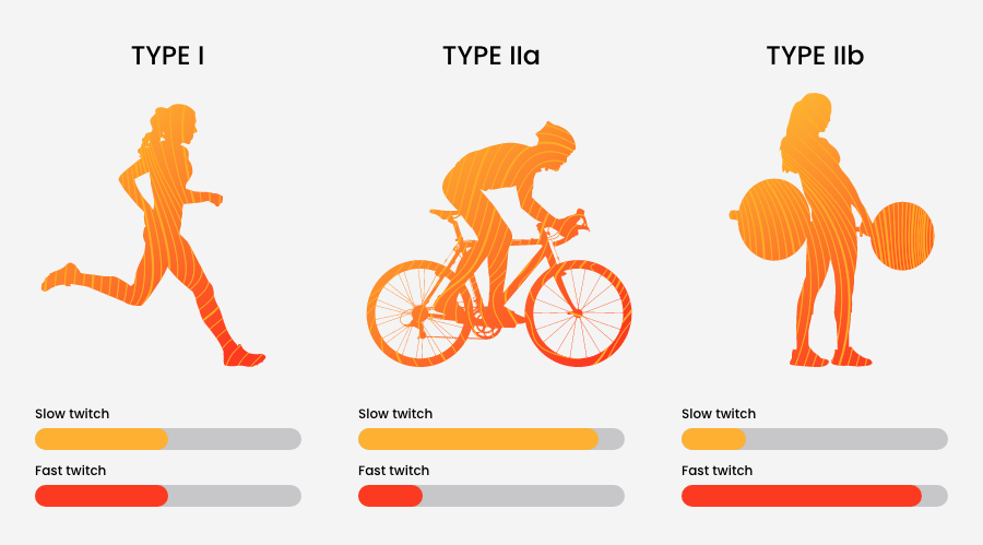 what is the difference between fast twitch and slow twitch muscle fibres